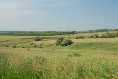 Yazın tarlaların ve ağaçların manzarası