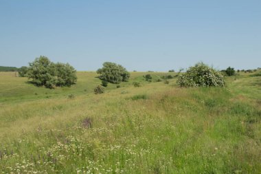 yeşil çimenler tarlada