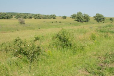 Mavi gökyüzünün arka planında çimen ve ağaçlardan oluşan güzel bir manzara.