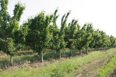 Yeşil elma ağaçlarının meyve