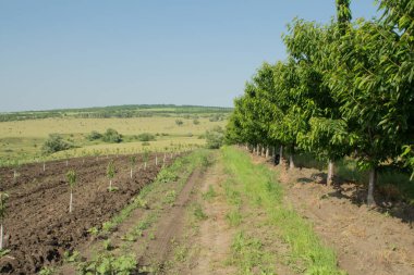 Yeşil bir alanın arka planında sıra sıra ağaçlar