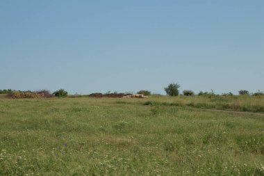 Büyük saman balyaları ve ağaçları olan kırsal alan..