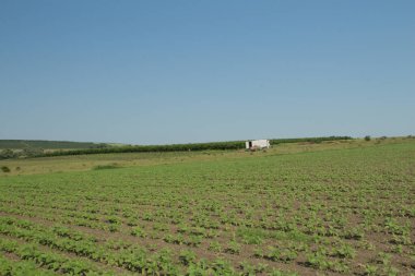 Mısır ile tarım alanı