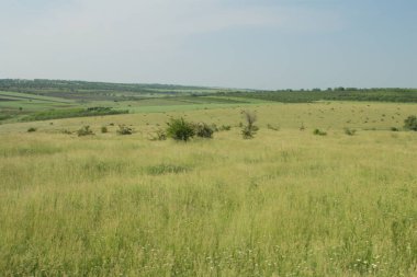 yeşil çayır ve mavi gökyüzü
