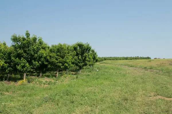 Kırsaldaki üzüm bağları