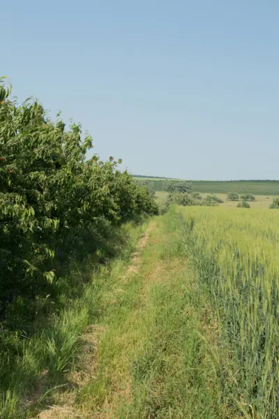 Yazın olgunlaşmış buğdaylı yeşil tarlalar