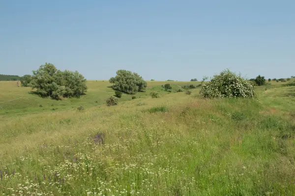 yeşil çimenler tarlada
