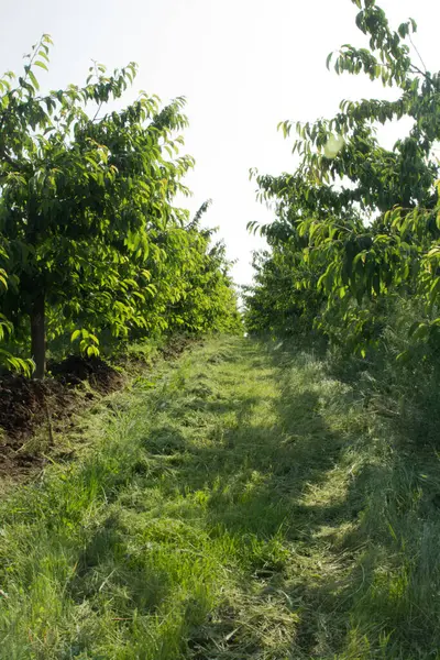 Yaz mevsiminde elma bahçeleri