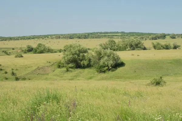 yeşil tarla ve mavi gökyüzü
