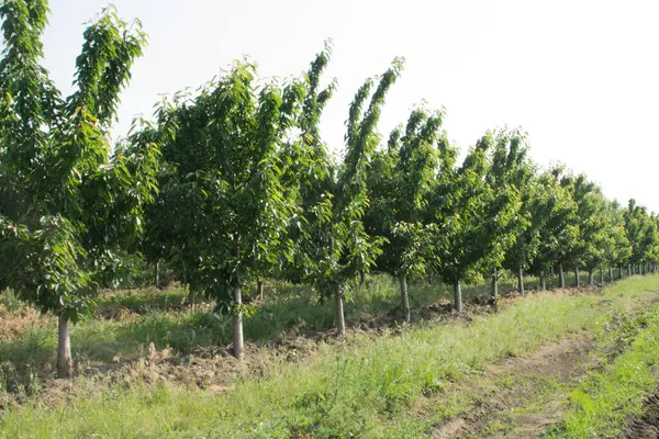 Yeşil elma ağaçlarının meyve