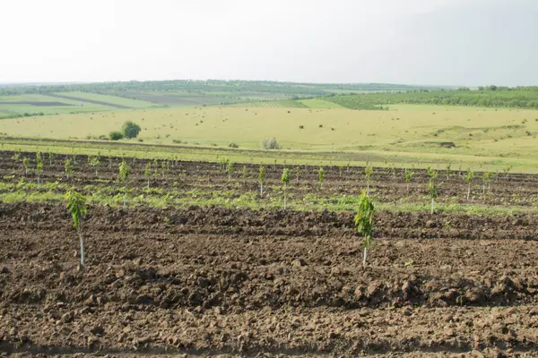 Gökyüzünün arka planında genç bitkiler ve ağaçlar