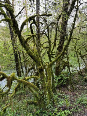Dağlardaki güzel orman