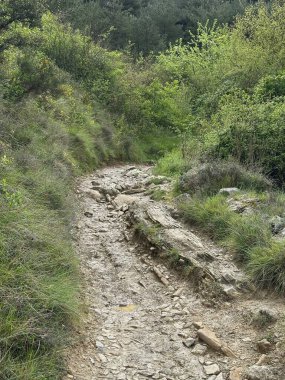 Ormanın güzel manzarası