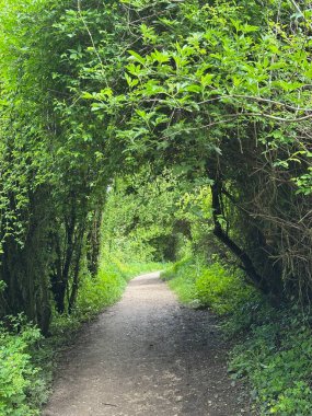 Yeşil ağaçların üzerinden yol