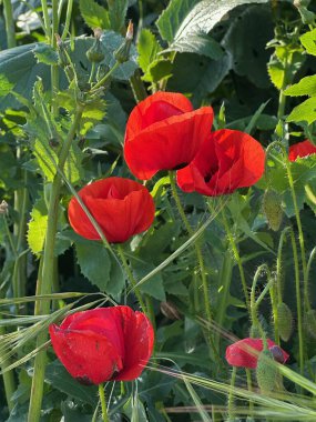 Bahçede kırmızı gelincik çiçeği