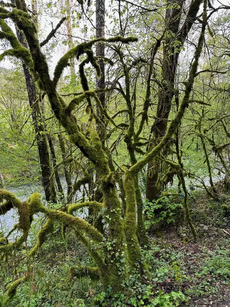 Dağlardaki güzel orman