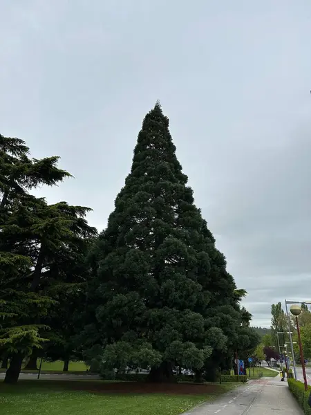 Parktaki Noel ağacı.