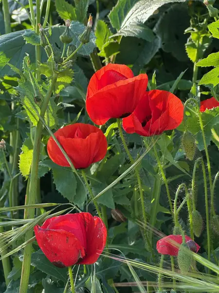 Bahçede kırmızı gelincik çiçeği