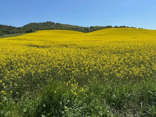 Arkasında sarı tarlalar olan güzel bir manzara.