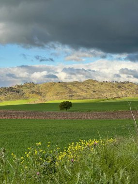 Buğday tarlası ve mavi gökyüzü olan güzel bir manzara.