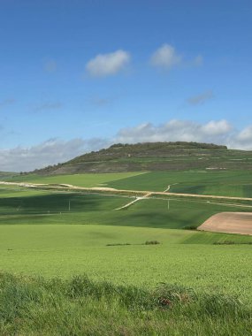 Buğday tarlası olan güzel bir manzara.