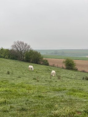 Ağaçlarla dolu bir tarlası ve bulutlu bir gökyüzü olan güzel bir manzara.