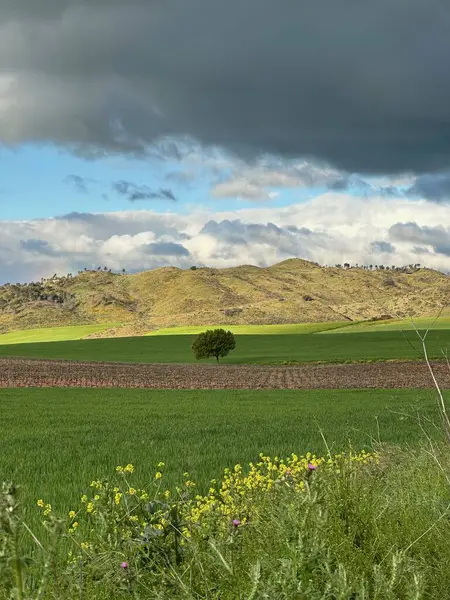 Buğday tarlası ve mavi gökyüzü olan güzel bir manzara.
