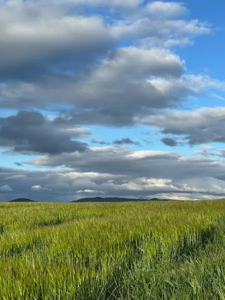 Buğday tarlası ve mavi gökyüzü olan güzel bir manzara.