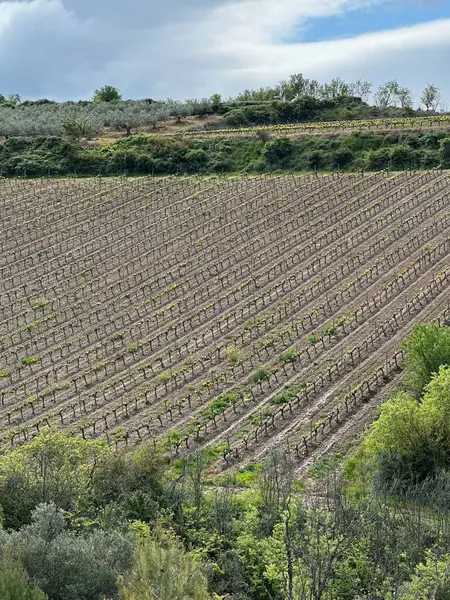 Yeşil ağaçlı ve mavi gökyüzü olan üzüm bağları.