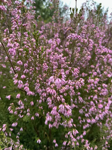 Bahçedeki güzel çiçekler