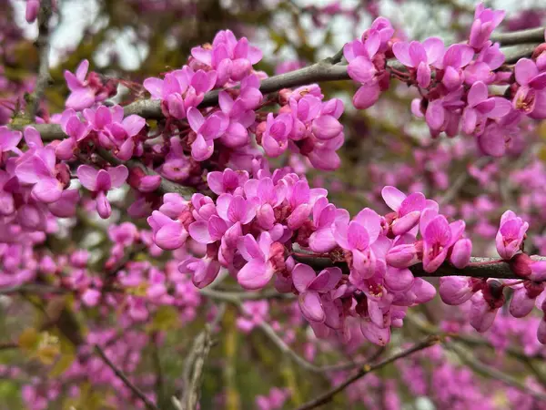 Bahçede bahar çiçekleri