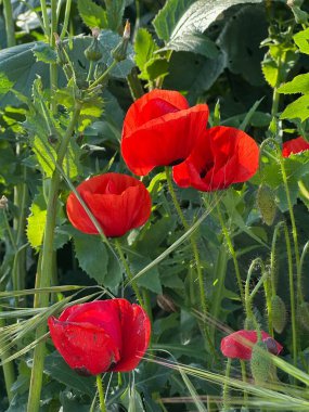 Bahçedeki güzel kırmızı gelincik çiçekleri