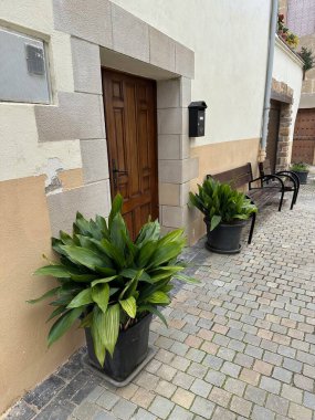 Bahçedeki bir saksının dikey çekimi.