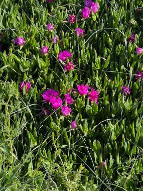 Bahçedeki güzel çiçekler