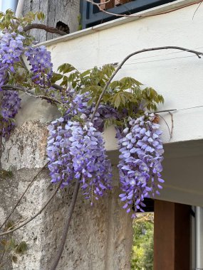 Bahçede beyaz çiçekler