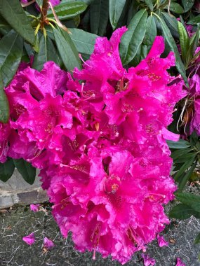 Bahçedeki güzel çiçekler