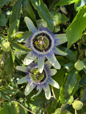 Bahçedeki güzel çiçekler