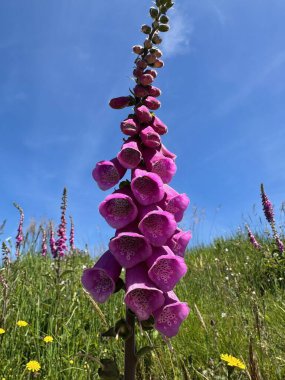 Bahçedeki güzel çiçekler