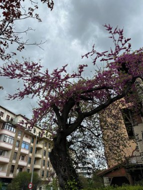 Hollanda 'nın başkentinin güzel manzarası