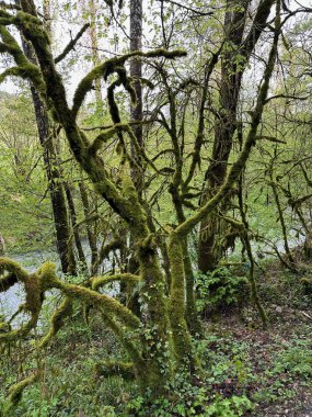 Ormanın güzel manzarası