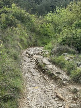 Yeşil ormanlı bir dağ yolu.