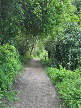 Ormanda güzel bir yol manzarası.