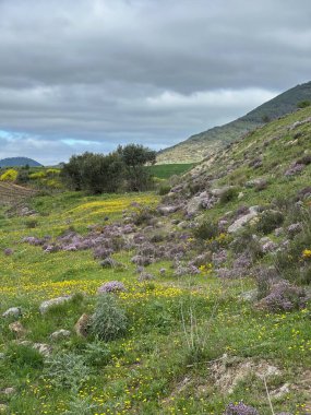 Tarladaki güzel çiçekler