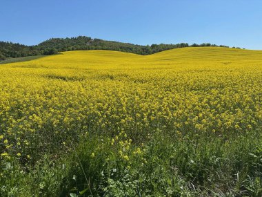 Sarı çiçekli güzel bir manzara.