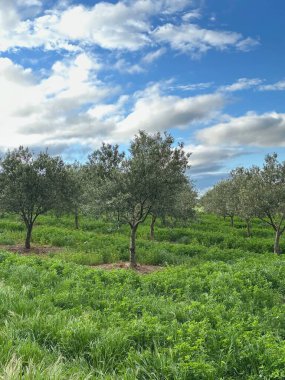 Mavi gökyüzü ile tarlada güzel bir ağaç görüntüsü.