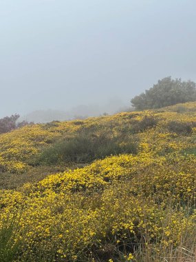 Çiçek tarlası olan güzel bir manzara