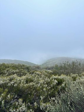 Arkasında bir dağ olan güzel bir manzara.