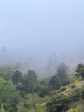 Ağacı ve dağı olan güzel bir manzara.