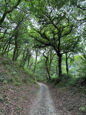 Dağlardaki ormanın güzel yolu
