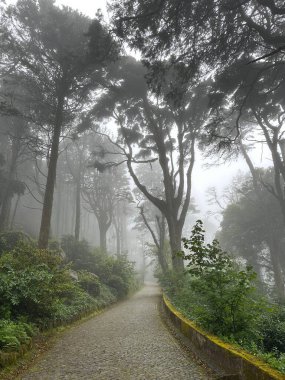 Ormanın güzel manzarası